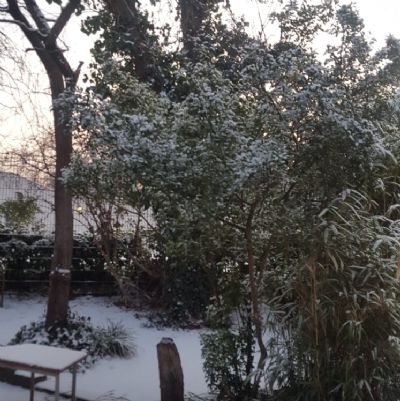 snow from the window